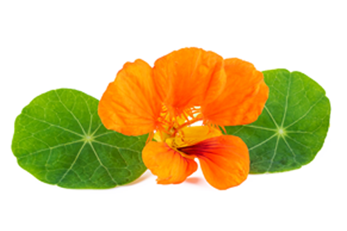 Imurol Dr Jacobs Nasturcja