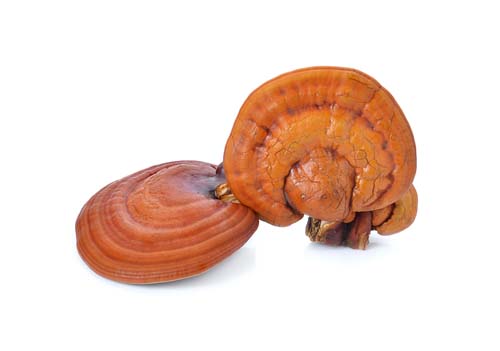 ReiChi Reishi Zen Dr Jacobs